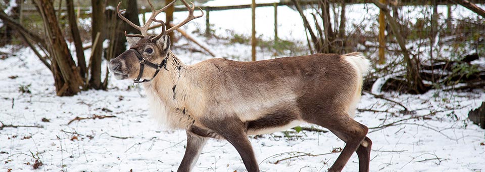 Reindeer Hire
